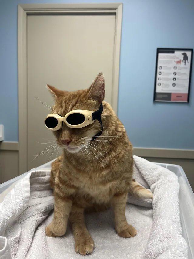Image of Gus the dog wearing glasses